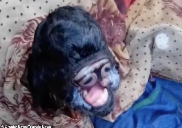 Cabra “alienígena” nascida com olhos dentro da boca é adorada na Índia (vídeo)