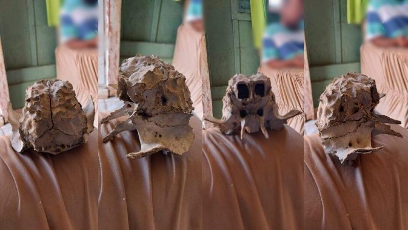 Crânio de ET? Estranha cabeça encontrada em fazenda deixa população desconfiada